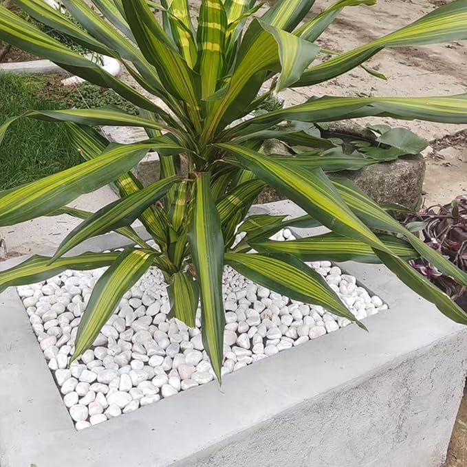 FANTIAN 20 lbs White Stones for Landscaping, 1-2 Inch Pebbles Decorative River - Image 5