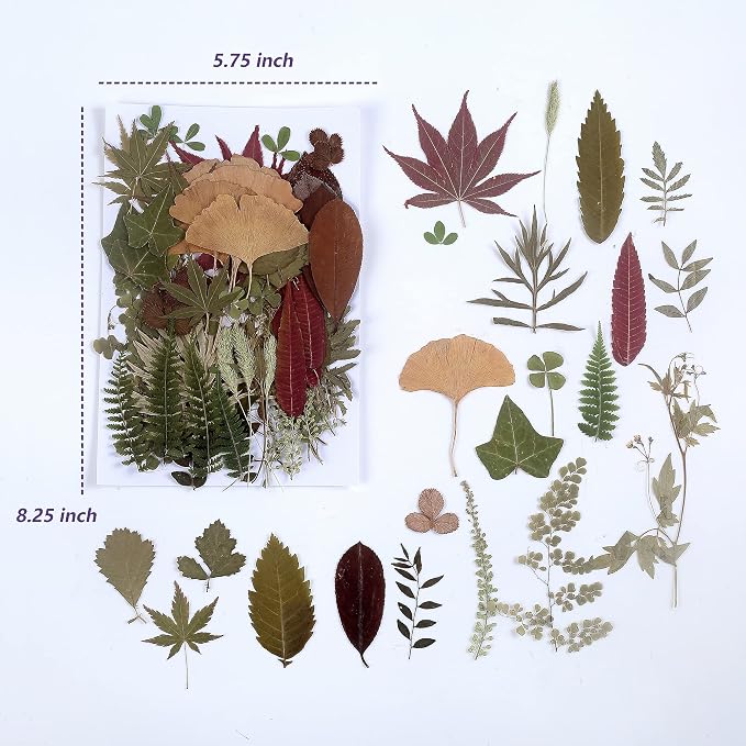 100 PCS Real Dried Pressed Greenery Leaves Natural Plant Herbarium - Image 2
