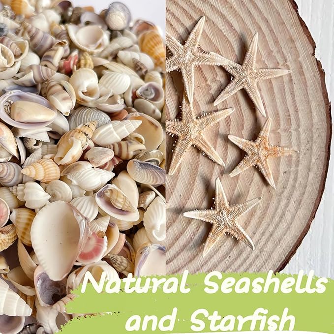 1200 PCS Tiny Sea Shells &10 Small Starfish - Image 3