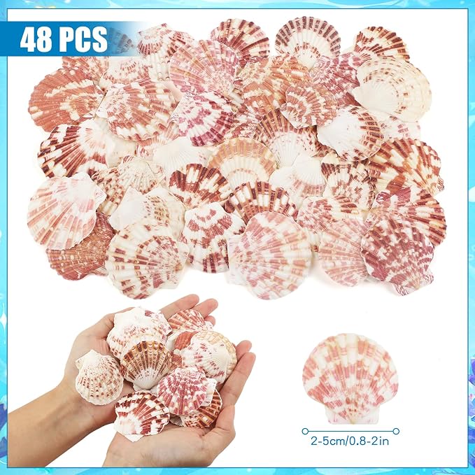 48 PCS Scallop Shells Natural Seashell, Fish Tank and Vase Filler - Image 2