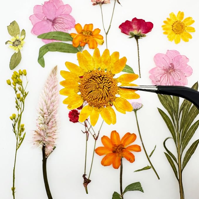 Woohome 4 Packs Real Pressed Flowers - Image 2