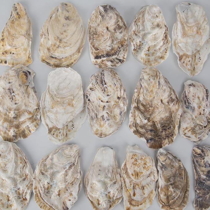 20 PCS Flat Oyster Shells for Crafts 3"-5" Natural Oyster Shells Bulk, for Home - Image 7