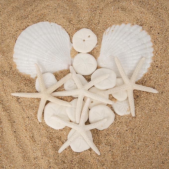 JQAQJU 20PCS Sea Shells for Crafting 3-4", Mini Sand Dollars Starfish Decor for - Image 3