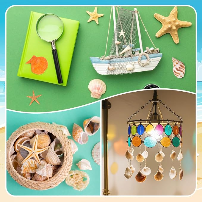 WEOXPR Mixed Sea Shells, 150+ Pcs Beach Seashells Starfish, Various Sizes Ocean - Image 6
