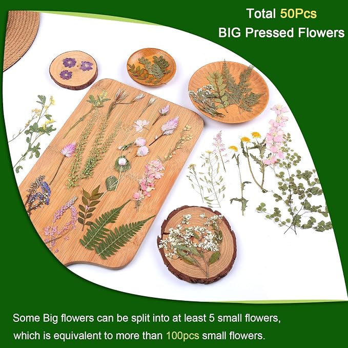 Large Dried Pressed Flowers for Art Crafts, Real Dry Natural Flower Leaf Fruit - Image 5