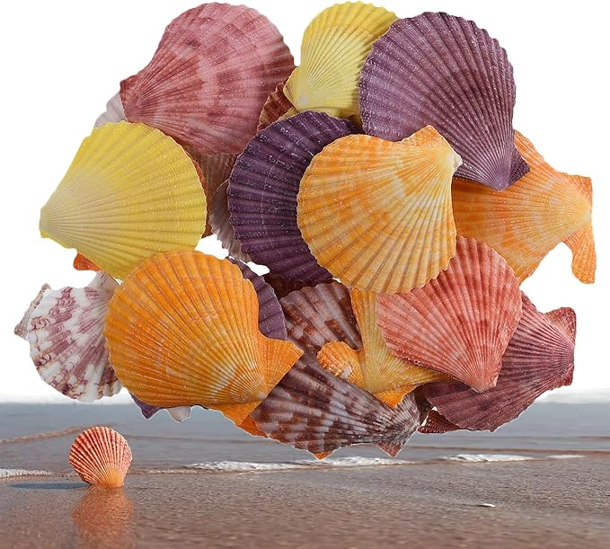 Colorful 50+ Pcs Scallop Shell Natural Mixed Color Seashells by PLOOTA