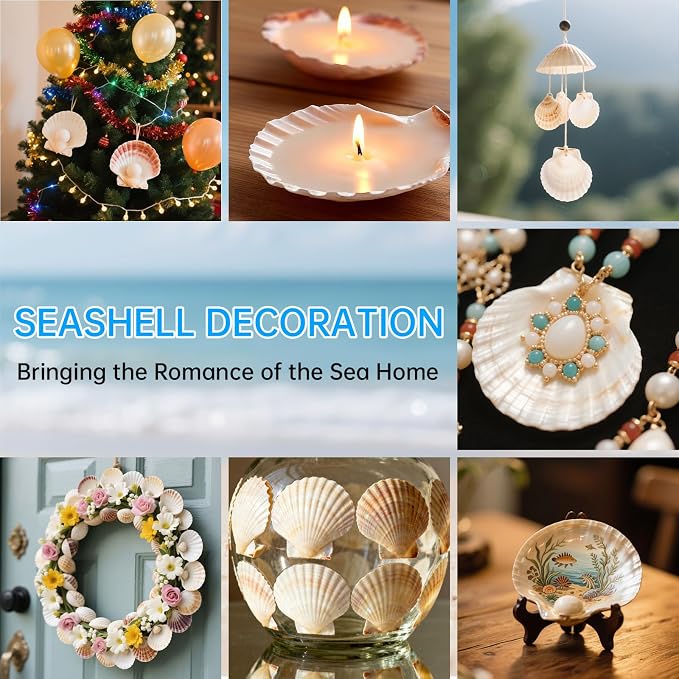 ReePlan 30PCS Large Scallop Shells - Image 6