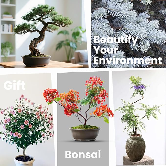 Bonsai Tree Kit for Beginners - Image 6