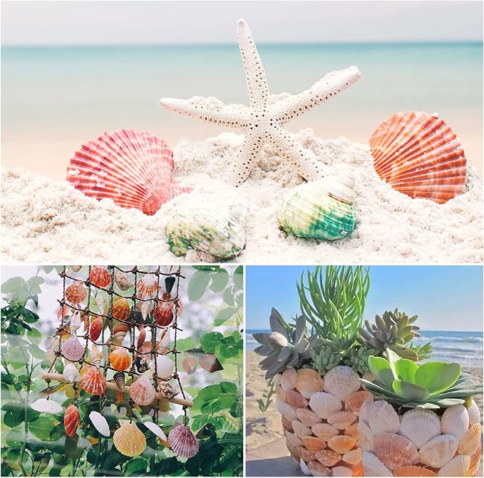 LUCKY BABY 50 PCS Natural Scallop Seashells - Image 4