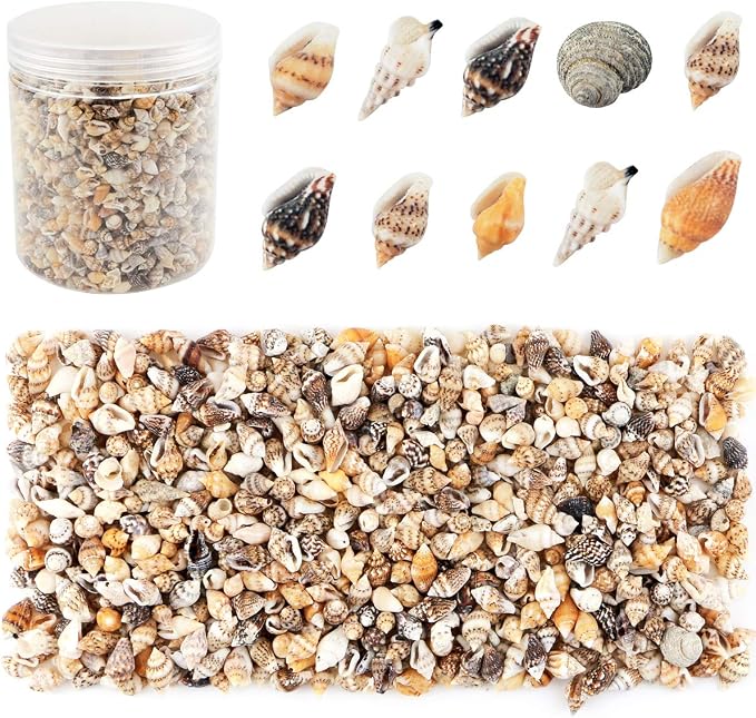 2000 Pcs Tiny Sea Shells for Crafting, Mixed Ocean Beach Mini Seashells Bulk by WEOXPR
