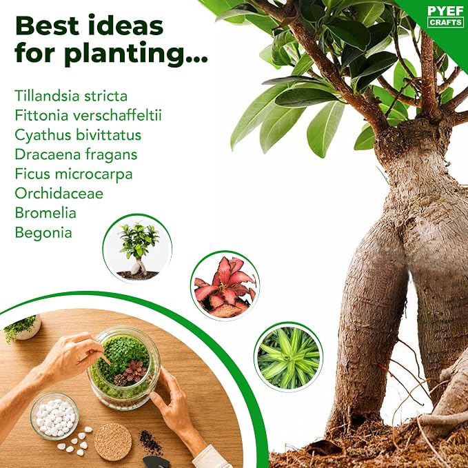 Terrarium Kit, Succulents & Indoor Plants Set DIY | Starter Pack - Image 6