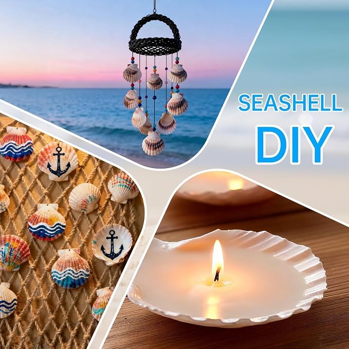 36PCS Natural Scallop Shells for Crafts, 2-3 Inch White Sea Shells for - Image 6