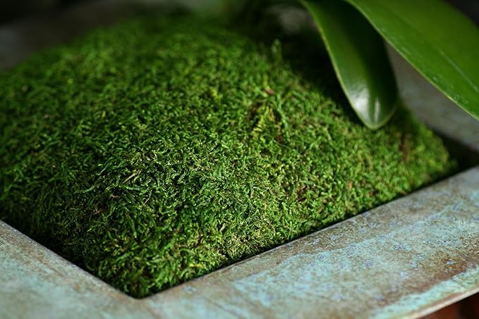 SuperMoss Sheet Moss – Flat Moss - Image 3