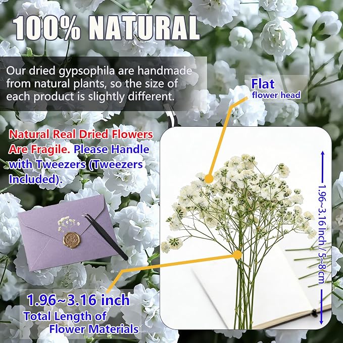 168Pcs Babys Breath Mini Dried Pressed Flowers - Image 4