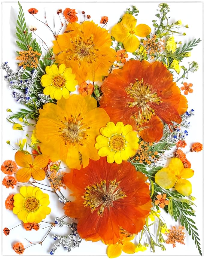35Pcs Yellow Pressed Dried Flowers by LUCISKY