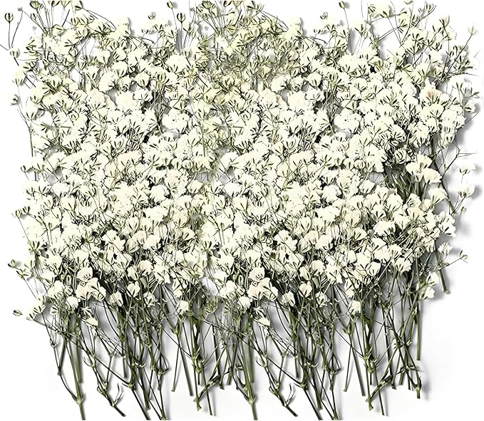 150Pcs Mini Dried Pressed White Baby's Breath Flowers 1-10cm Bulk by Unknown
