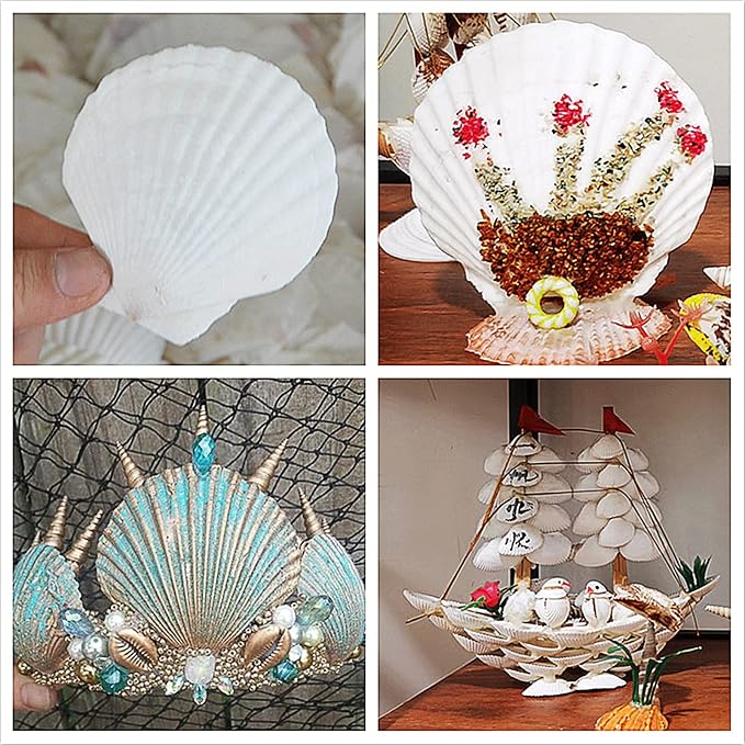 QICQDRAM 30PCS Sea Shells for Crafts Decoration 2''-3'' White Scallop Shells - Image 7