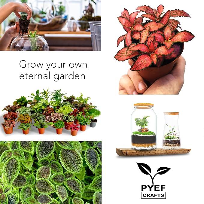 Terrarium Kit, Succulents & Indoor Plants Set DIY | Starter Pack - Image 7