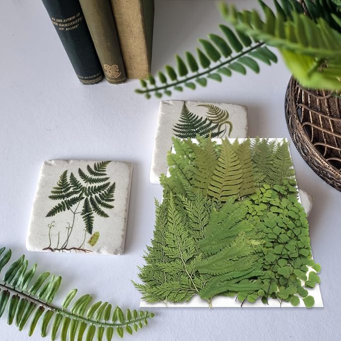 55 Pcs Green Leaves Ferns Dried Pressed Flowers - Image 5