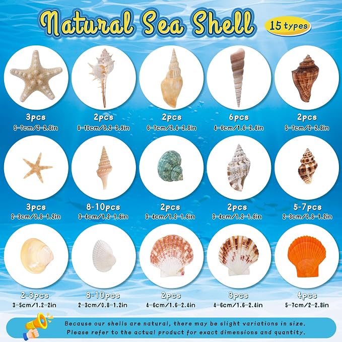 MORFEN Sea Shells, Mixed Ocean Seashells, 15 Kinds 1.2"-3.9" Various Sizes - Image 2