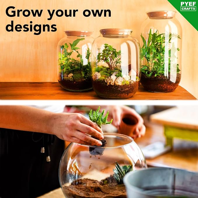 Terrarium Kit, Succulents & Indoor Plants Set DIY | Starter Pack - Image 4