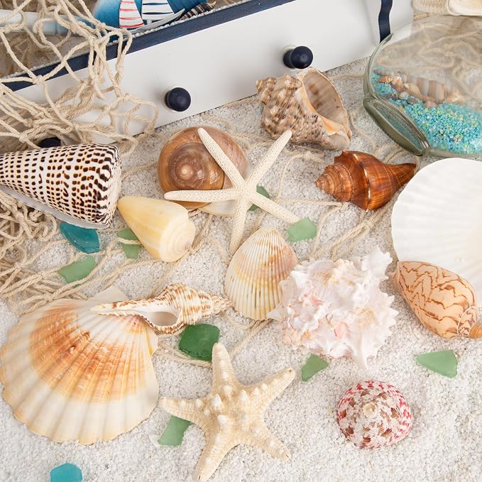 JQAQJU Sea Shells for Decorating 15PCS Large Seashells Starfish Conch for Beach - Image 7
