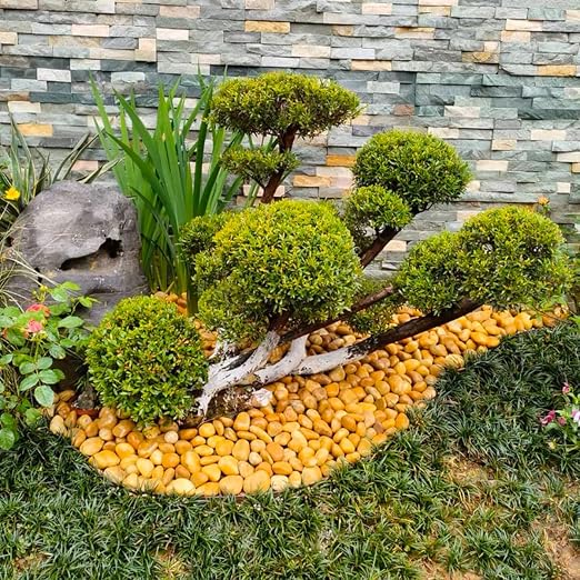 YISZM 10lbs Yellow River Rocks, 2-3 Inch Natural Pebbles - Image 6
