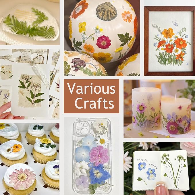 48 Pcs Mix Natural Dried Pressed Flowers - Image 7
