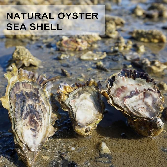 20 PCS Flat Oyster Shells for Crafts 3"-5" Natural Oyster Shells Bulk, for Home - Image 8