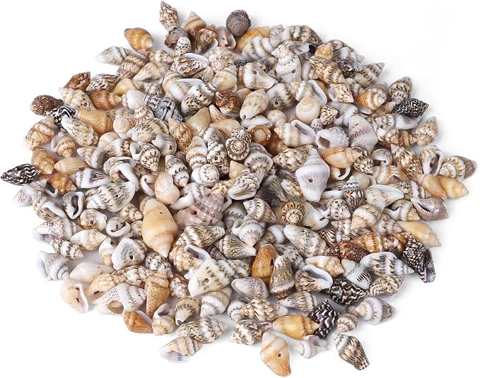 500pcs Natural Tiny Small Seashells by PPCLION