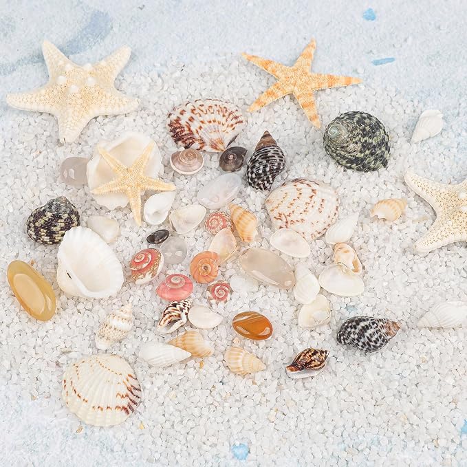 Fangoo 1500 Pieces Small Sea Shells Conch Natural Starfish Mixed Agate Pebble - Image 6