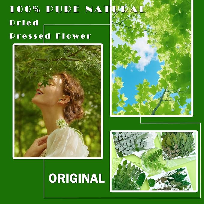 MIKIYA 84Pcs Pressed Dried Leaves - Image 2