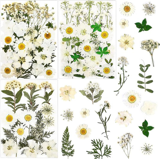 86Pcs White Pressed Dried Flowers Real Natural Leave by LUCISKY