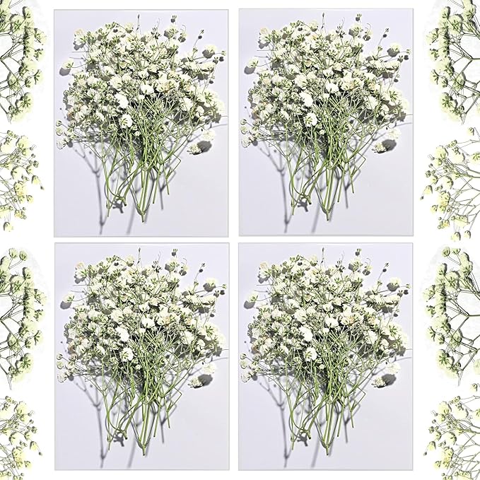 Dried Babys Breath White, Natural Pressed Flowers by CONVELIFE