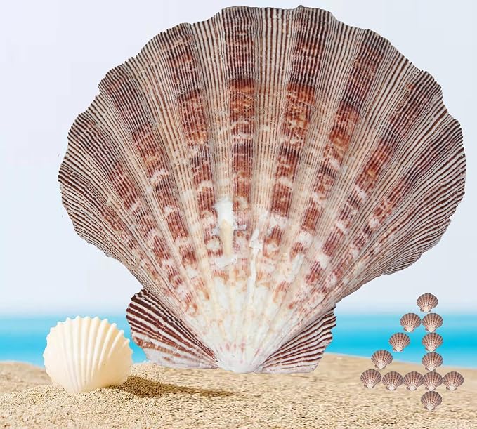 4 Pcs Polished Large Great Scallop Sea Shells 5~6 Inch, Ocean Beach Seashells by PLOOTA
