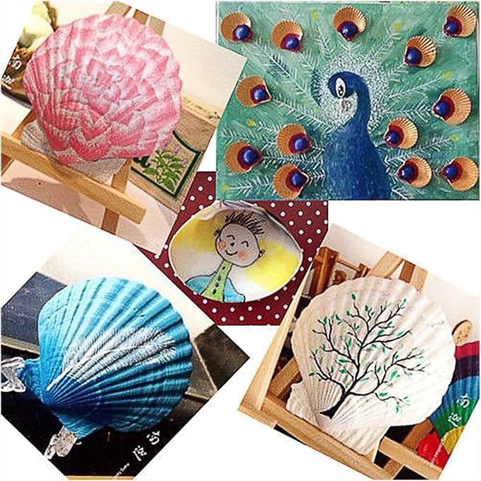 QEQEKAKA 6PCS Large Scallop Shells - Image 4