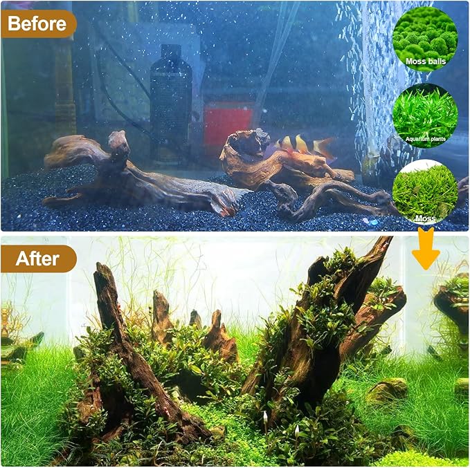 Natural Driftwood Decor for Aquarium Decorations Reptile Tank Accessories - Image 7