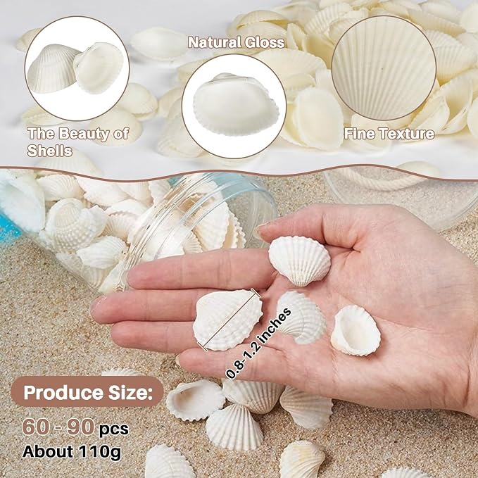 MAQIHAN White Seashells Bulk for Crafts – Small Natural Clam Shells 0.8–1.2 in - Image 2
