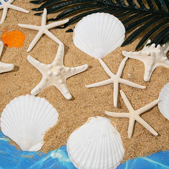 JQAQJU 3-4 Inches Large Starfish and Scallop Shells - Image 2