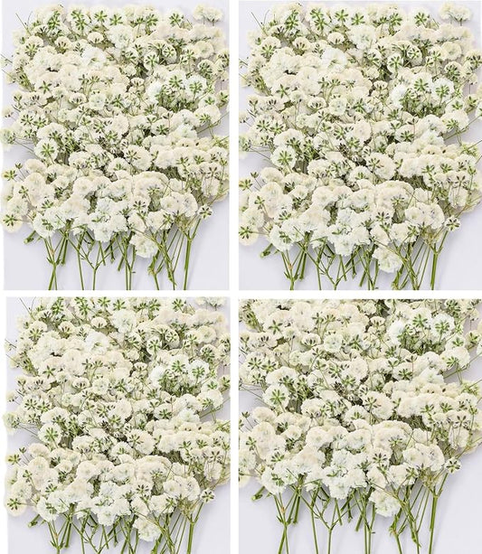 Dried Baby' s Breath Flowers Bulk by Glicrili