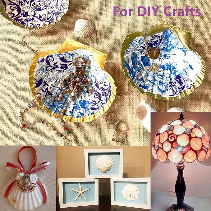 16PCS Sea Shells for Crafts Decoration 3"~4" White Scallop Shells for Crafts - Image 3