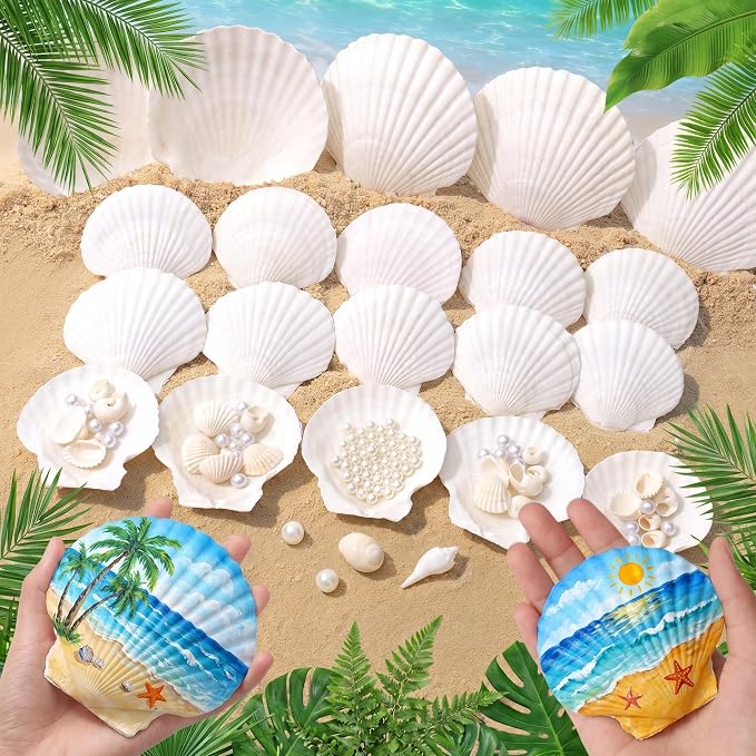 JSPYFITS 12PCS Large Natural Scallop Shells, DIY Painting, Baking and Beach by JSPYFITS
