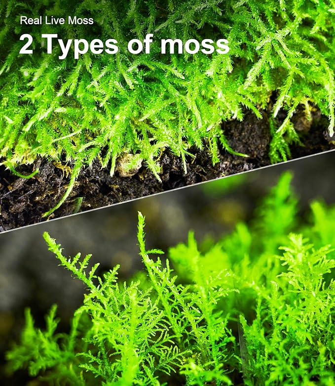 Live Moss Duo Pack 2 Types of Real Live Sheet/Sphagnum Moss - Image 5