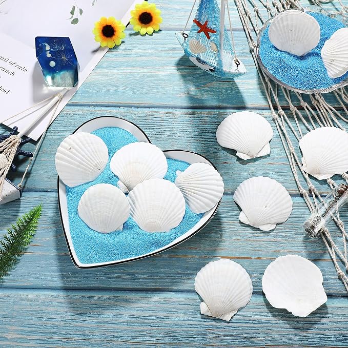 GlikCeil 50 Pcs Sea Shell for Crafting Natural Large Scallop White Oyster - Image 4