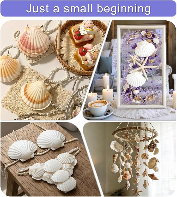 denking 20 PCS Scallop Shells 2.7-3.1 inch Natural White Seashells - Image 4