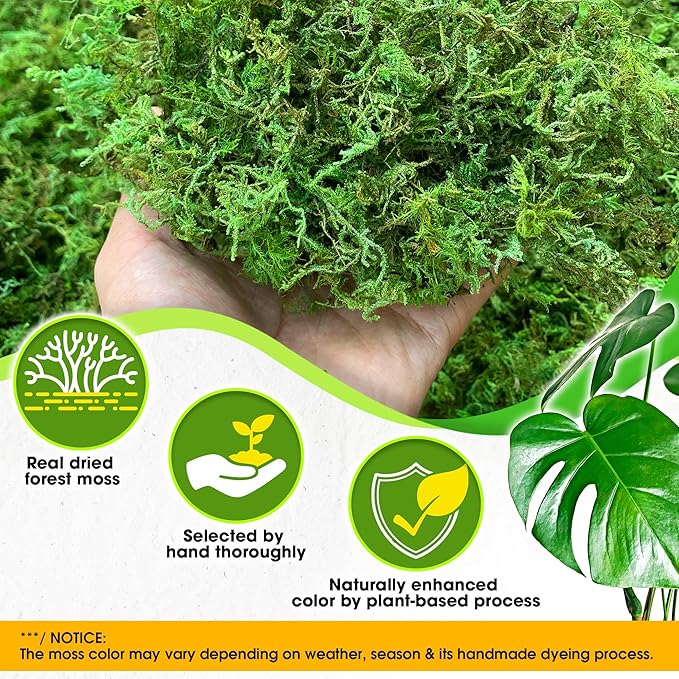DUSPRO Green Forest Moss for Crafts, Real Dried Decorative Moss, 5 oz | Indoor - Image 2