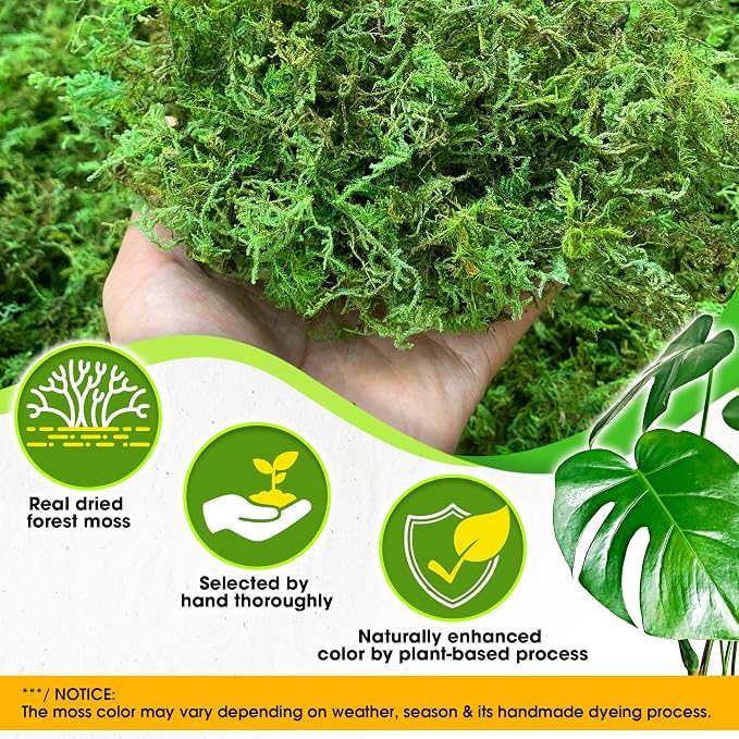 Duspro Green Forest Moss for Crafts, Real Dried Decorative Moss, 2.5 Lbs | - Image 2