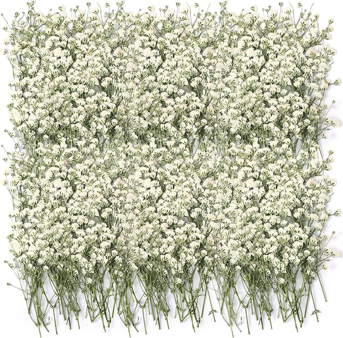 Tinideya 100 Pcs Dried Babys Breath Flowers Bulk Babys Breath Real Pressed by Tinideya