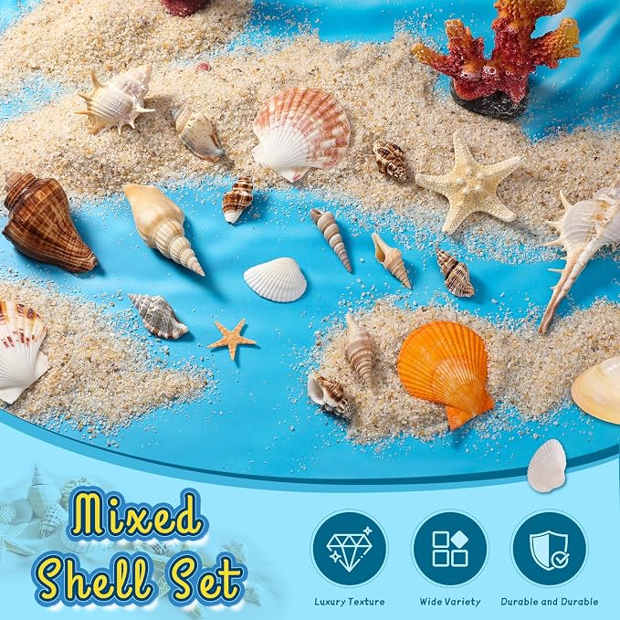 MORFEN Sea Shells, Mixed Ocean Seashells, 15 Kinds 1.2"-3.9" Various Sizes - Image 3